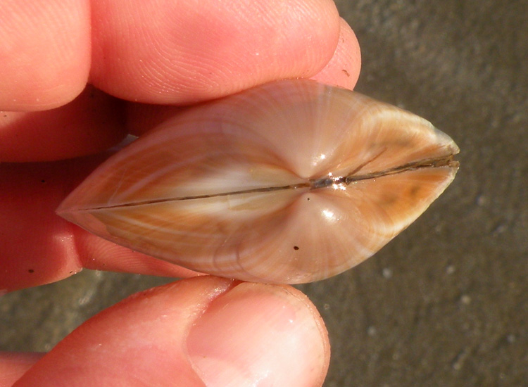 Molluschi delle spiagge adriatiche: Mactra stultorum